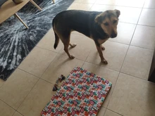 Cama grande para perro, colchoneta de espuma viscoelástica, transpirable, colchón ortopédico de fondo Oxford, para mascota mediana grande pequeña