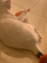 Cat Toy Catnip-Toys Claws Mint Grinding Pet-Kitten Interactive Plush Funny for Thumb-Bite-Cat