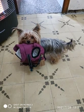 Bag Carrier Handbag Tote-Pouch Sling Puppy Pet-Dog-Cat-Sling Travel-Safe Outdoor Kitten