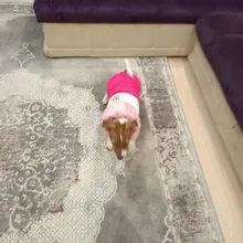 Outfit Jacket Hoodie Dog Warm Waterproof Winter Coat Splice Pet-Puppy 6-Colours 8-Sizes