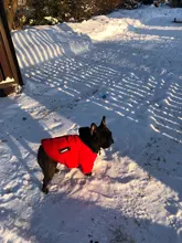 Jacket French Bulldog Dog Winter SUPREPET Coat Pet-Dog Dogs Large Cotton for Warm Perro