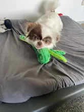 Octopus Squeaking Pet Toy for Educational Dog Puppy Cute Stuffed Plush Squeaky Toys Sound