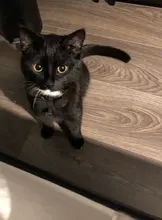 Portable Mini Bluetooth Tracker GPS Locator Anti-lost Tag Alarm Tracker For Pets Dog