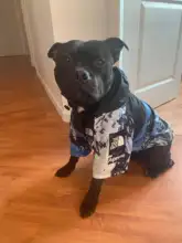 Chubasquero para perros pequeños y grandes, abrigo de viento, Sudadera con capucha de Bulldog Francés para perros, ropa, chaqueta, Chihuahua, cara de perro