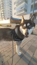 Dadugo-arnés para perro personalizado, etiquetas reflectantes, arnés de mascota ajustable para cachorro, animales medianos y grandes, envío directo