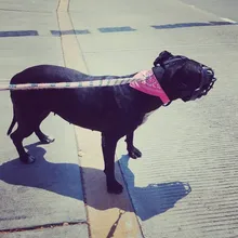 Bozal de silicona suave para perros pequeños, medianos, grandes y x-grandes, cesta transpirable, para mordeduras y ladridos