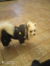 Coat Dogs-Clothing Dot-Pattern Winter Hooded Pet-Dogs New Xl To High-Quality