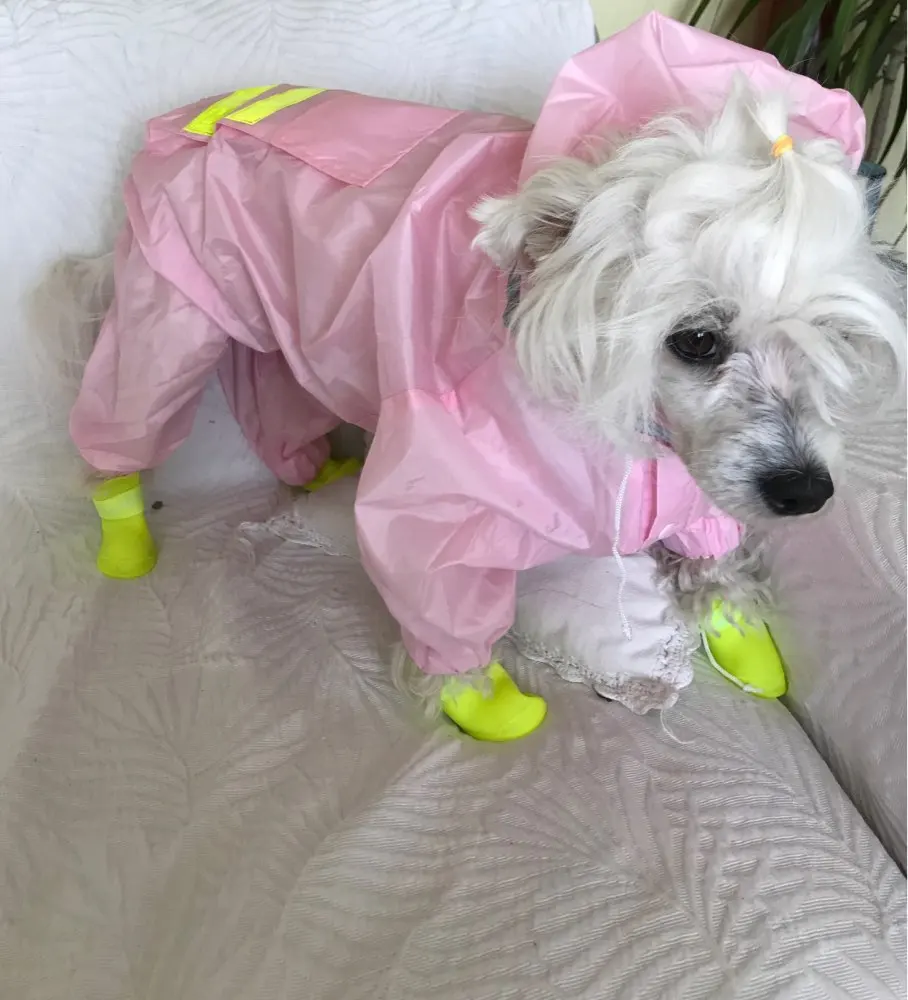 köpek yağmurluğu küçük ırk