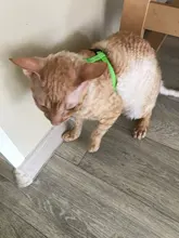 Arnés y correa para cachorros y gatitos, cinturón de tracción ajustable para animales, cuello Halter para gatos y gatitos, sin cartón