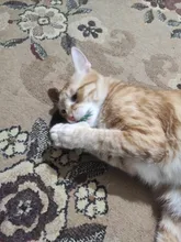 Cat Toys Pet-Toy Catnip-Ball Teeth-Game Safety Gift Molar Edible Healthy Cartoons