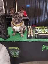 Dog-Chain-Collars Bulldog Pet-Training Stainless-Steel Metal Silver Strong for Large