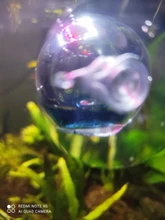 1 Uds acuario pecera dióxido de carbono CO2 Monitor gota de cristal comprobador de bola