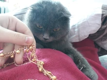 Tobillera con cadena metálica dorada para mujer, cadena para tobillo con borla, campanas cadena con sonido, pulsera para tobillo, joyería para pie, 2017