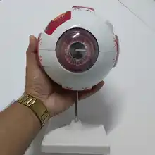 Instrumento y equipo de enseñanza Natural, modelo anatomico ocular, S-1603