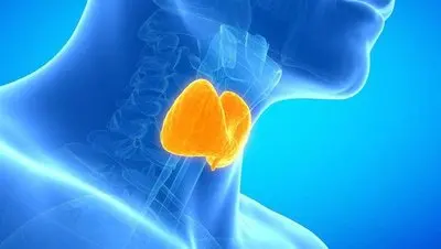 甲状腺的正常大小是多少如何自查甲状腺-养生法典