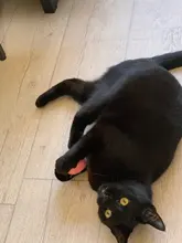 Supplie-Products Interactive-Ball Pet-Playing-Ball Teaser Smart-Toys Catnip Kitty Training