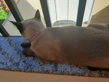 Collier-Collar para gatos con estampado de pata, correa de nailon ajustable para el cuello, para gatos