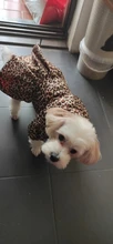 Abrigo con tutú y estampado de leopardo para perros y cachorros ropa de invierno con capucha, chaqueta reversible para perros pequeños