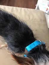 Collar ajustable con lazo para perro, accesorio para cachorro, gato, Honda, regalo de Navidad