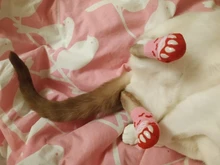 Socks Dog-Shoes Paw-Protector Chihuahua-Boots Puppy Small Dogs Winter Anti-Slip for Indoor-Wear