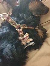 Harness Leash Chain Teddy Walking-Rope Collar Dog Small Medium Pet-Dog Classic Check