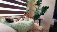 Pet bed for dog donut bed plush cat bed accessories kennels for dogs mascotas productos