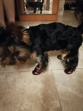 Boots Pet-Shoes Dog Large Waterproof Anti-Skid Small Winter Golden Warm Big 8-Sizes Wear-Resistant