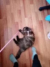 Leash-Set Harness Pet-Products Cat-Collar Adjustable Belt Dog Animals Kitten Nylon And