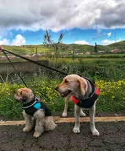 Ropa de invierno para perros y gatos abrigo impermeable para perros y gatos, cálido, disponible en 8 S-5XL tamaños, color verde, rojo, azul y rosa