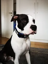 Necklace Name-Tags Dog-Collar KOMMILIFE Personalized For Dogs Nylon with Explosion-Proof