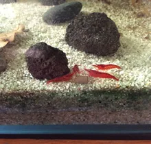 Alimento para peces de acuario, cristal de gambas para comer algas marinas, nutrición Natural, vitamina, salud, Dec-6A de cultivo