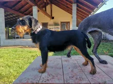 Collar de flores con diamantes relucientes para perros pequeños y medianos, Collar ajustable de cuero para mascotas, Chihuahua