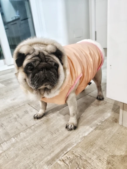 Winter Coat For Dogs photo review