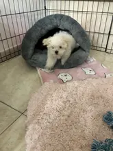 Warm Cat Bed Pet Puppy Cat House Winter Dog Cat Cushion Mat Indoor Basket Cave Kennel