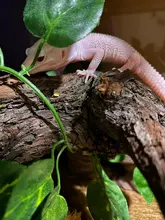 2M Scindapsus Aureus Artificial vino para Terrario de Reptiles camaleón, lagarto, hábitat terrario Scindapsus terrario Decoración