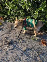 Warm Dog Sweatshirt Puppy-Clothes Dog-Costume Soft-Fleece Chihuahua Winter Yorkshire