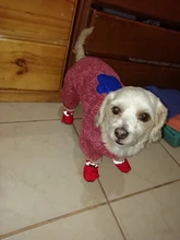 Pet-Shoes Snow-Boots Yorkie Anti-Slip Dogs Chihuahua Small Winter for Cats Reflective