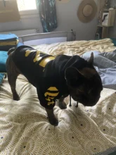 Dog-Jacket French Bulldog Adidog SUPREPET Pet-Dog for Stripe Pattern