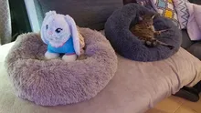 Bed Cushion House Sofa Pet-Products Dogs-Basket Cat-Bed Animals Round Plush Soft Best