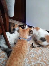 Fuente de Gato de 2L con luz azul, dispensador de agua automático alimentado por USB, alimentador de gatos, filtro de bebida para gatos y perros, proveedor de mascotas