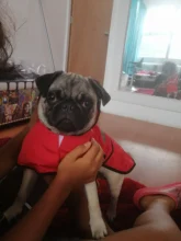 Jumpsuit Hoodies Pet-Coat Rain-Jacket Reflective French-Bulldog-S-2xl Waterproof Medium