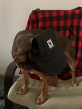 Sombrero perro mascota gorra de béisbol gorra de moda para perros de gorro de lona para perro Chihuahua Yorkshire 11 colores