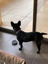 Toy Dog-Chew-Toys Rubber Simulation Puppy Interactive Cleaning Tooth Small 1pc Pawstrip