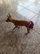 Pet-Physiological-Pants Underwear Diapers Dog Washable Female Short Puppy for Small Doggie