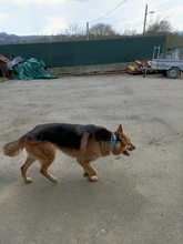 Dog-Collar Leash Engrave-Name Designer Personalized Luxury for Big Large And