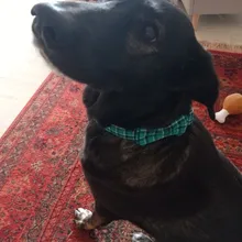 Dog Collar & Leash Set for Pet Dogs Cats Puppies Cute Bowtie Buckle Collar Adjustable