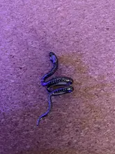 1PC latón serpiente pendiente Clips sin Piercing Punk Clip no perforado pendientes puños de oído para los hombres y las mujeres negro falso Piercing joyería