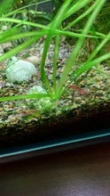 Aquarium Shrimp Natural-Spinach Food Crystal Red 35g Mixed-Ingredient Hot-Sale