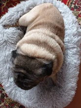 FortyLions-Cama larga de felpa para perros y gatos, cojín largo de felpa super suave y esponjoso para mascotas, cómoda para casa