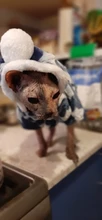 Autumn Winter Warm Pet Cat Costume for Cats Soft Fleece Dog Cat Clothes Kedi Katten Mastomas